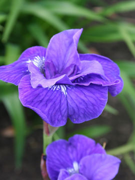 Toon details van Mabel Coday Afbeeldingen van Mabel Coday