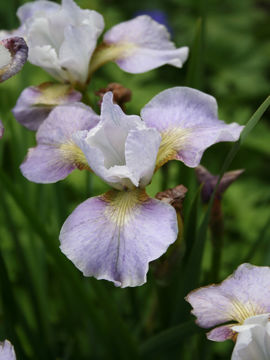 Toon details van Memphis Memories Afbeeldingen van Memphis Memories