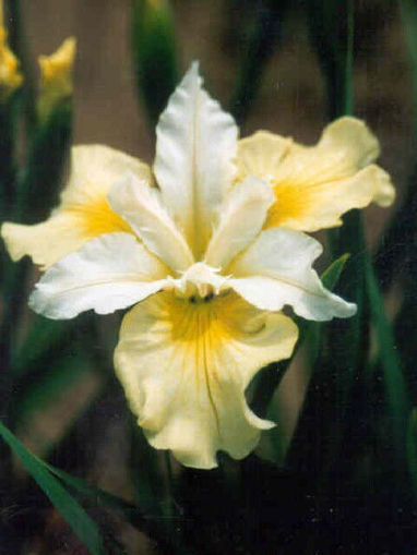 Picture of Moon Silk