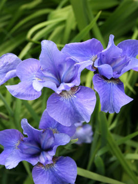 Toon details van Peg Edwards Afbeeldingen van Peg Edwards