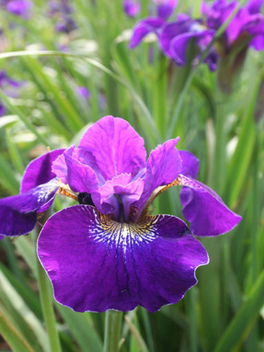 Afbeeldingen van Teal Velvet