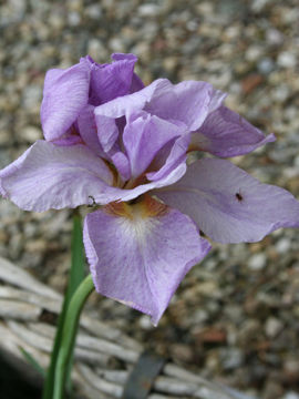 Toon details van Ranman Afbeeldingen van Ranman