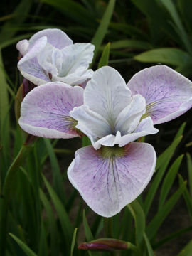 Toon details van Mesa Pearl Afbeeldingen van Mesa Pearl