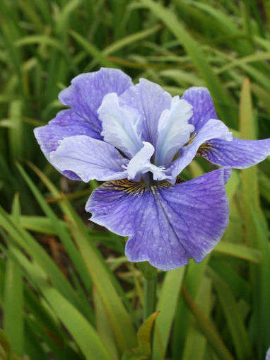 Afbeeldingen van Blaue Milchstrasse