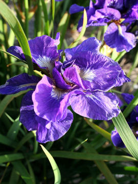 Toon details van Kabluey Afbeeldingen van Kabluey