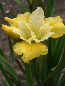 Toon details van Summer Revels Afbeeldingen van Summer Revels