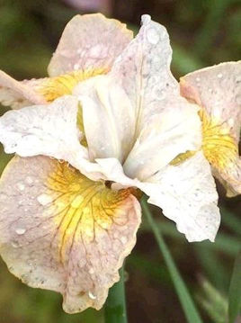 Toon details van Lemon Veil Afbeeldingen van Lemon Veil