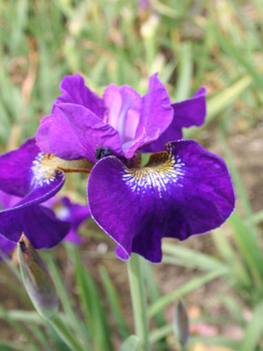 Afbeeldingen van Berlin Violetta