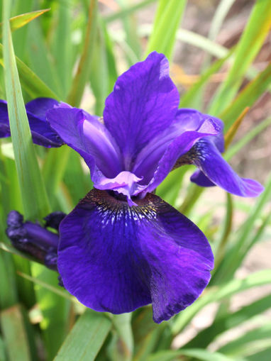 Picture of Night Breeze