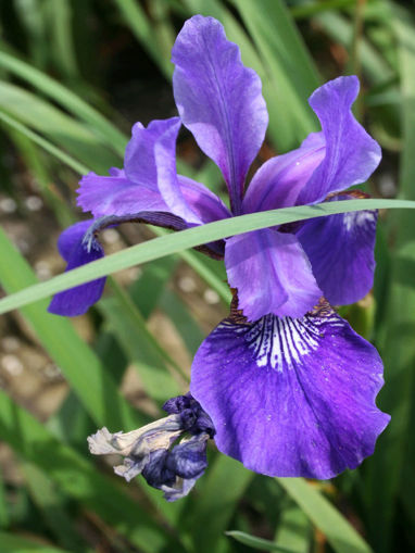 Afbeeldingen van Purple Mere