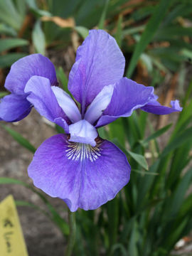 Toon details van Blue Touch Afbeeldingen van Blue Touch