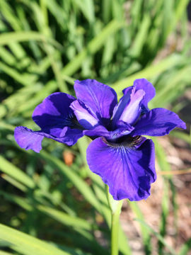 Toon details van Borbeletta Afbeeldingen van Borbeletta