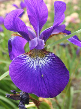 Toon details van Teal Wood Afbeeldingen van Teal Wood