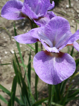 Toon details van Berliner Ouverture Afbeeldingen van Berliner Ouverture