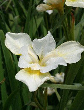 Toon details van Snow queen Afbeeldingen van Snow queen