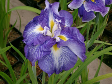 Toon details van Center Of Attention Afbeeldingen van Center Of Attention