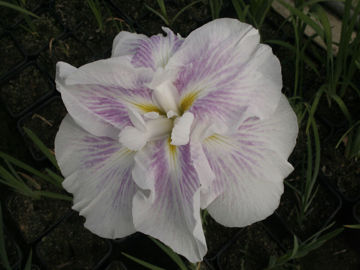 Toon details van Kogesho Afbeeldingen van Kogesho