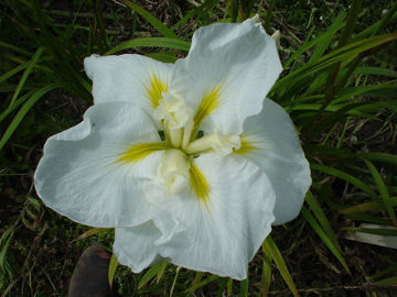 Toon details van Ling Afbeeldingen van Ling