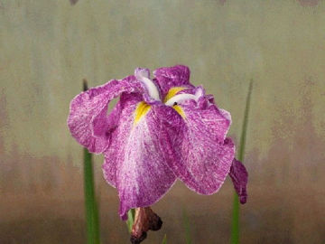 Toon details van Midsummer Reverie Afbeeldingen van Midsummer Reverie