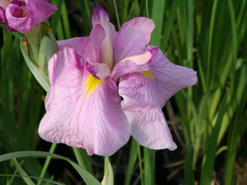 Toon details van Momogasumi Afbeeldingen van Momogasumi