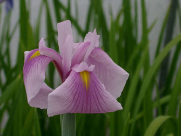 Toon details van Momozomo Afbeeldingen van Momozomo