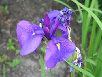 Toon details van Nagai-Komurasaki Afbeeldingen van Nagai-Komurasaki