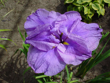 Toon details van Periwinkle Pinwheel Afbeeldingen van Periwinkle Pinwheel