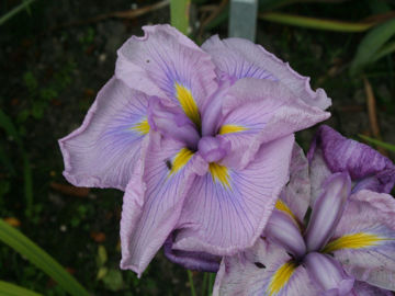 Toon details van Prima Ballerina Afbeeldingen van Prima Ballerina