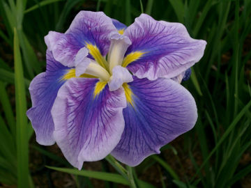 Toon details van Strut And Flourish Afbeeldingen van Strut And Flourish