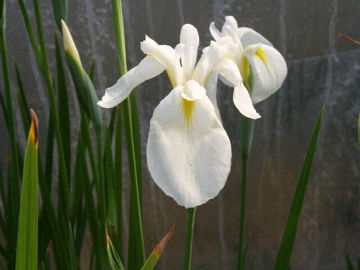 Toon details van Tsumabeni Afbeeldingen van Tsumabeni