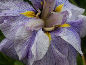 Toon details van Tsuyuzorabare Afbeeldingen van Tsuyuzorabare