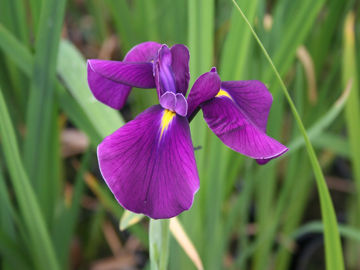 Toon details van Yamo No Sachi Afbeeldingen van Yamo No Sachi