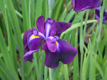 Toon details van Yomiya No Tsuki Afbeeldingen van Yomiya No Tsuki