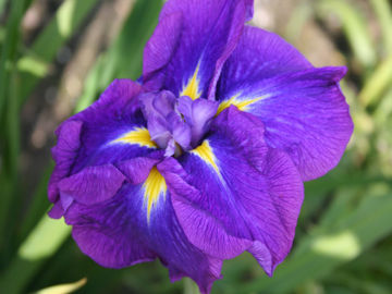 Toon details van Prairie Royalty Afbeeldingen van Prairie Royalty