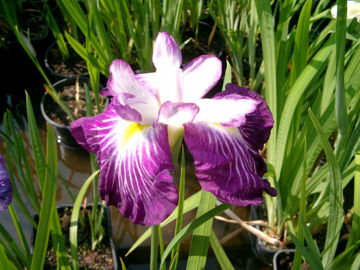 Toon details van Kasumi-No-Sato Afbeeldingen van Kasumi-No-Sato