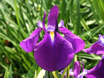 Toon details van Jodle Song Afbeeldingen van Jodle Song