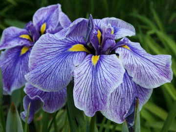 Toon details van Long Delay Afbeeldingen van Long Delay