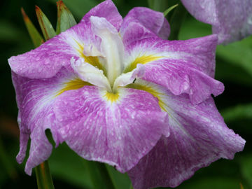 Toon details van Rose Prelude Afbeeldingen van Rose Prelude