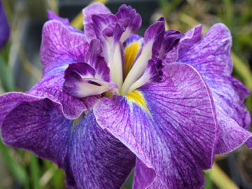 Toon details van Sea Of Amethyst Afbeeldingen van Sea Of Amethyst