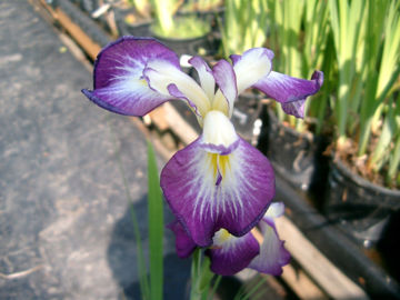 Toon details van Kamiji-No-Homare Afbeeldingen van Kamiji-No-Homare