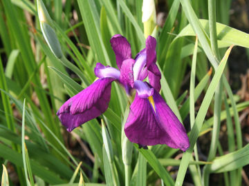 Toon details van Blue Beauty Afbeeldingen van Blue Beauty