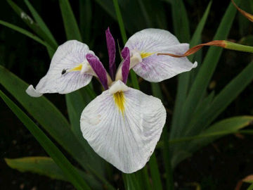 Toon details van Komachi Musume Afbeeldingen van Komachi Musume