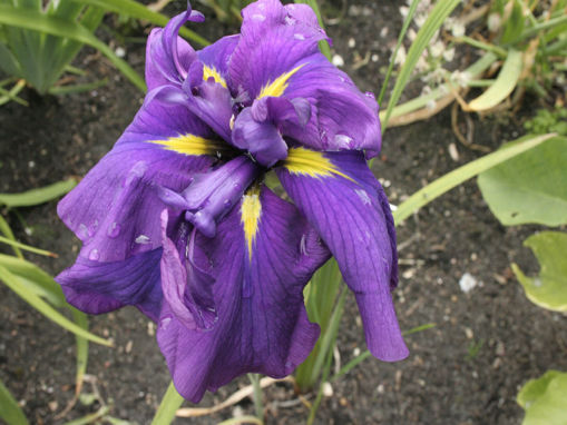 Afbeeldingen van Purple Parasol