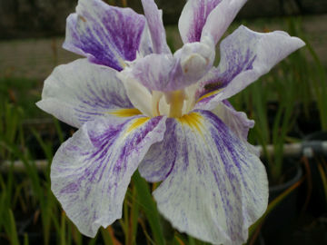 Toon details van Angel Mountain Afbeeldingen van Angel Mountain