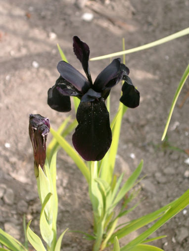 Afbeeldingen van Chrysogr. Black Form