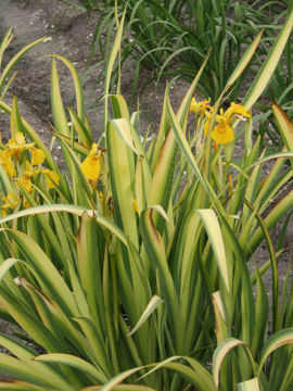 Toon details van Laevigata Variegata Afbeeldingen van Laevigata Variegata