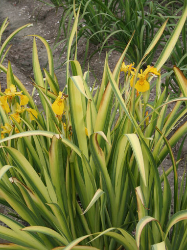 Afbeeldingen van Laevigata Variegata