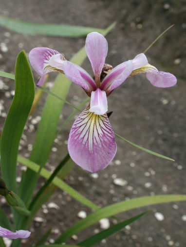 Afbeeldingen van Versicolor