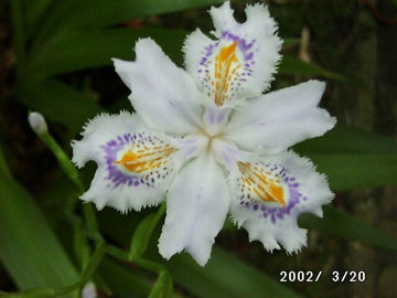 Toon details van Iris Japonica Variegata Afbeeldingen van Iris Japonica Variegata