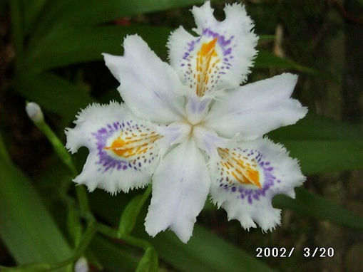 Picture of Iris Japonica Variegata